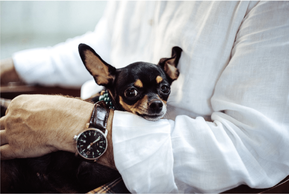 Riding the Wave of the Pet-Care Industry Boom: A Guide to Successful Business Ventures